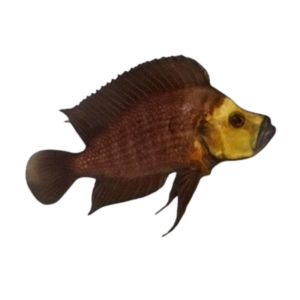 Altolamprologus compressiceps (Gold Head Comp)