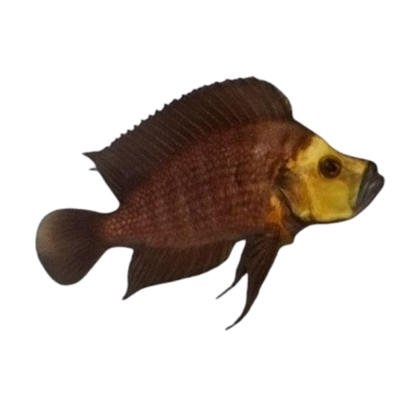 Altolamprologus compressiceps (Gold Head Comp)