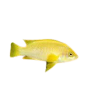 Neolamprologus mustax