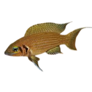 Neolamprologus oliveaceous