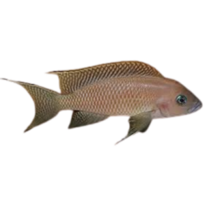Neolamprologus walteri