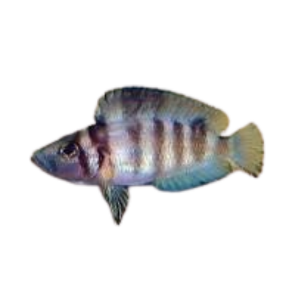 Altolamprologus compressiceps Sumbu (Sumbu Shell)
