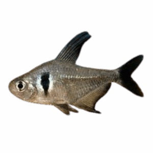 Black Phantom Tetra X 9