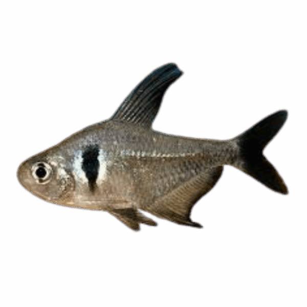 Black Phantom Tetra X 9