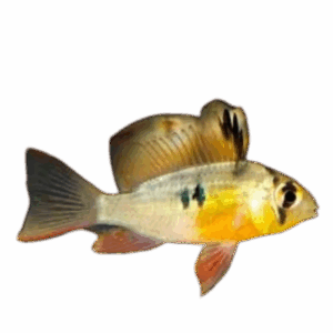 Microgeophagus altispinosus (Bolivian Butterfly) - BREEDING PAIR