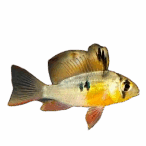 Microgeophagus altispinosus (Bolivian Butterfly) - BREEDING PAIR