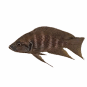 Neolamprologus savoryi