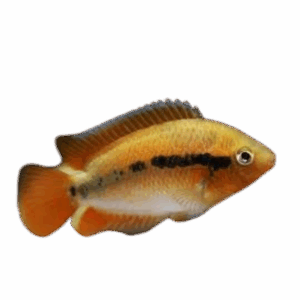 Herotilapia multispinosa (Rainbow Cichlid)