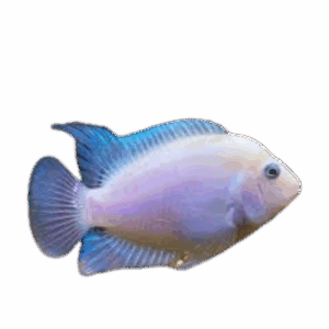 Amatitlania nigrofasciatus (White Convict Cichlid)