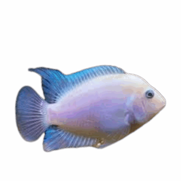 Amatitlania nigrofasciatus (White Convict Cichlid)