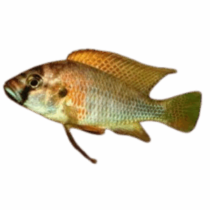 Astatotilapia burtoni