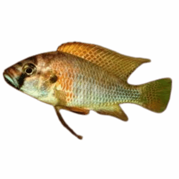 Astatotilapia burtoni